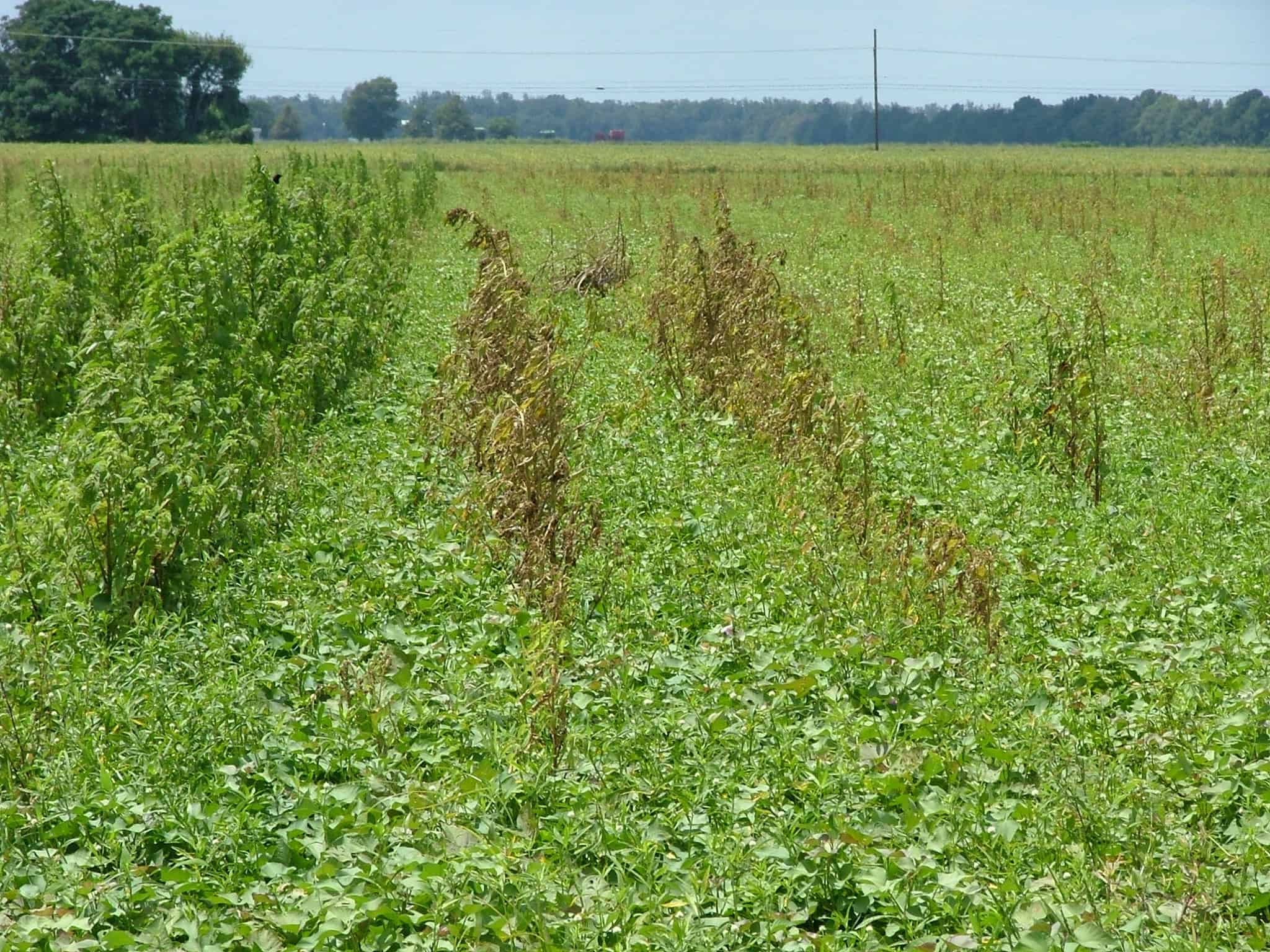 Grassworks-Manufacturing-Successfully-Wiped-Pigweed-in-Sweet-Potatoes