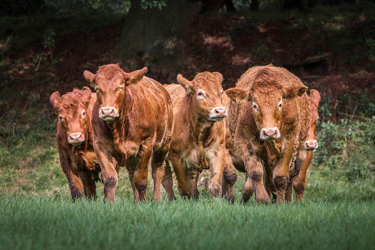 A mixed herd of cattle grazing on a well-maintained pasture, demonstrating the benefits of weed wipers in controlling invasive species and enhancing forage availability.