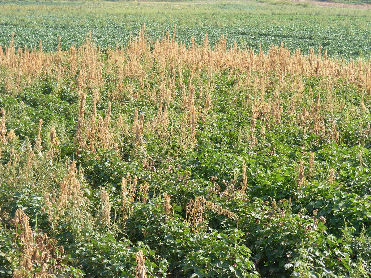 A field with patches of successfully controlled weeds after using a GrassWorks Weed Wiper, demonstrating its effectiveness in targeted herbicide application.