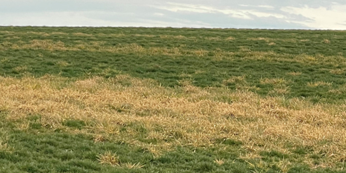 A field showing the selective weed-killing effect of GrassWorks Weed Wiper, with dead weeds between green vegetation.