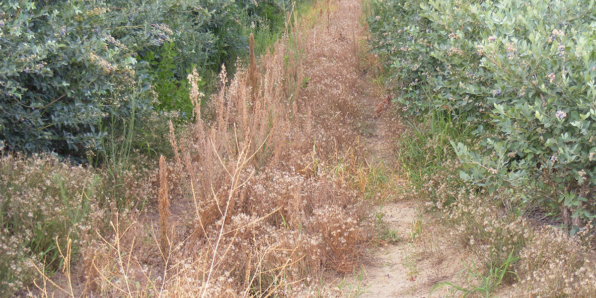 A row of weeds treated with GrassWorks Weed Wiper, showcasing selective herbicide application.