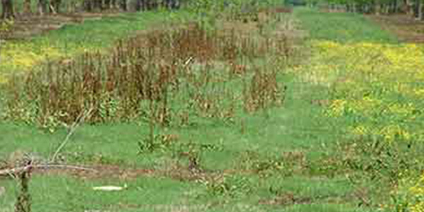 GrassWorks Weed Wiper effectively targets and eliminates weeds in a field while leaving surrounding grass healthy.