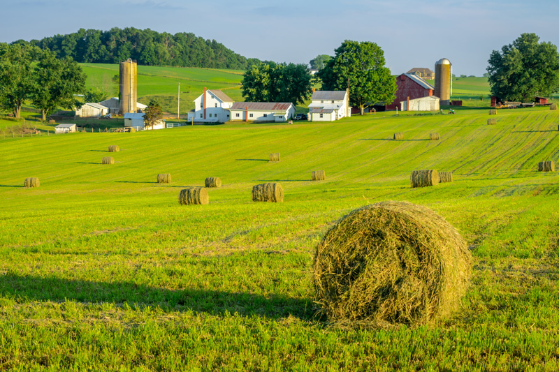 Lush green farm landscape with round hay bales, illustrating high-quality livestock feed and farm efficiency.