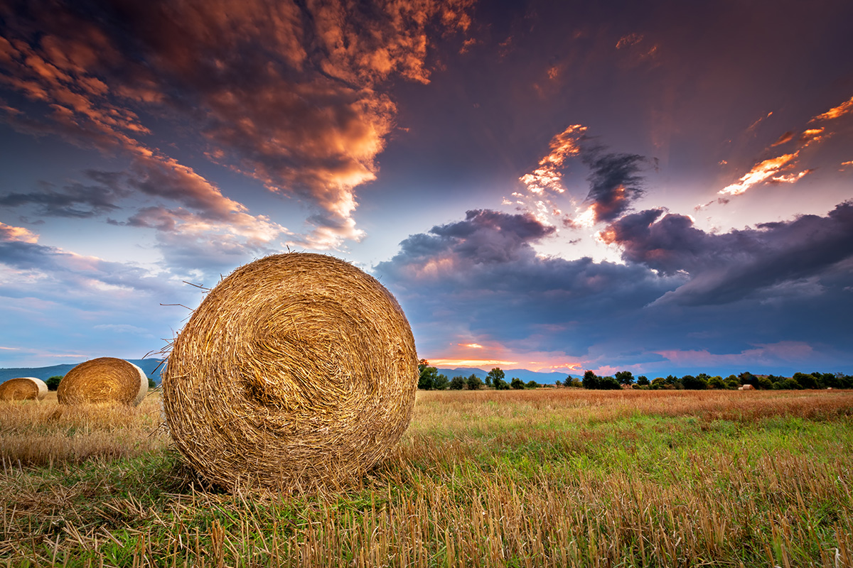 A field with large round hay bales at sunset, highlighting the importance of weed control in producing high-quality hay for livestock.
