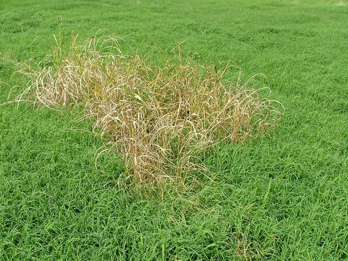 A patch of Johnson grass in a green field showing the effects of the GrassWorks Weed Wiper, with the treated weeds turning brown and dying.