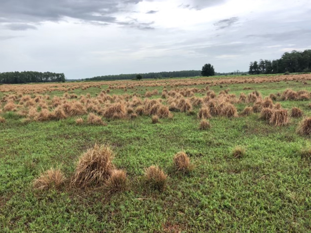 A field of smutgrass showing the before-and-after results of GrassWorks Weed Wiper treatment, with brown, treated weeds alongside green vegetation.
